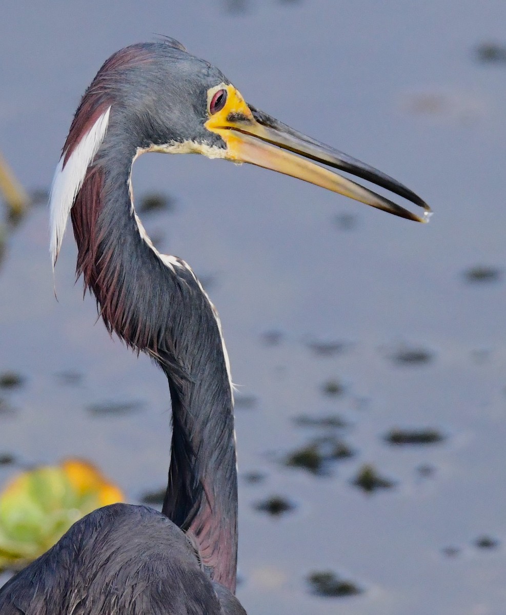 Tricolored Heron - ML620698927