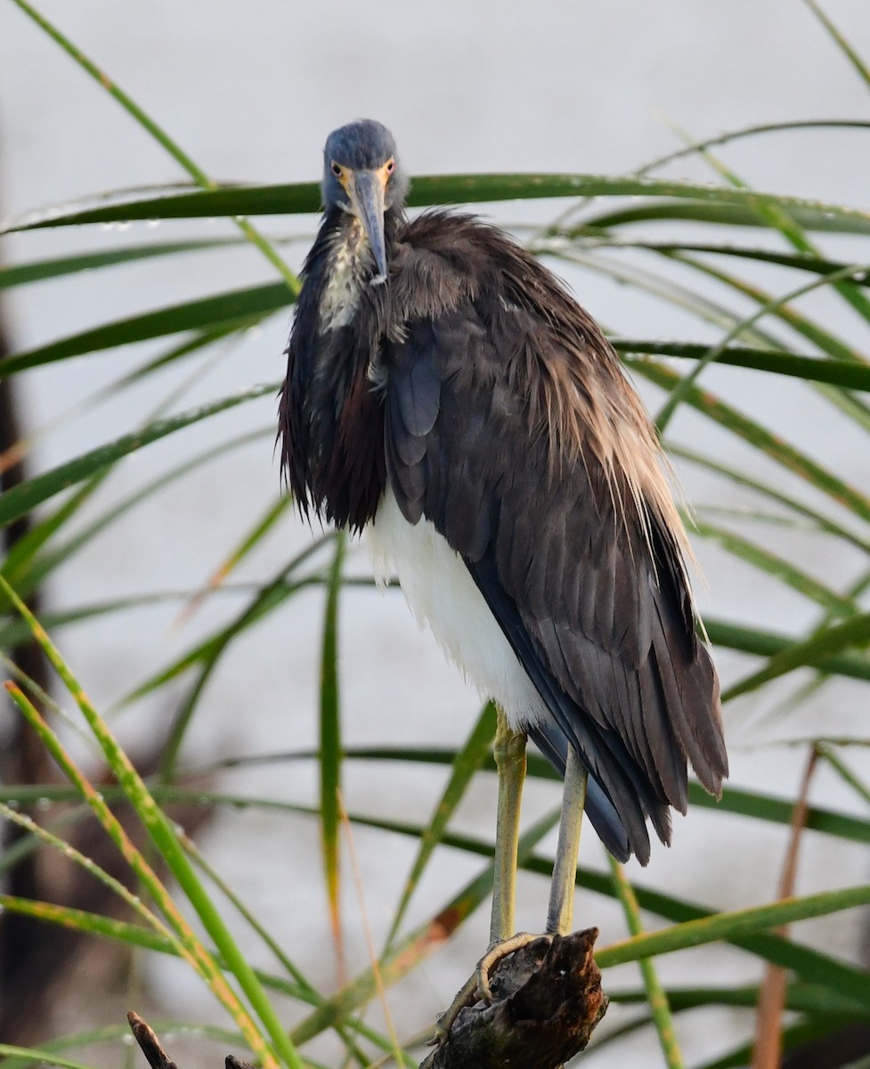 Tricolored Heron - mike shaw