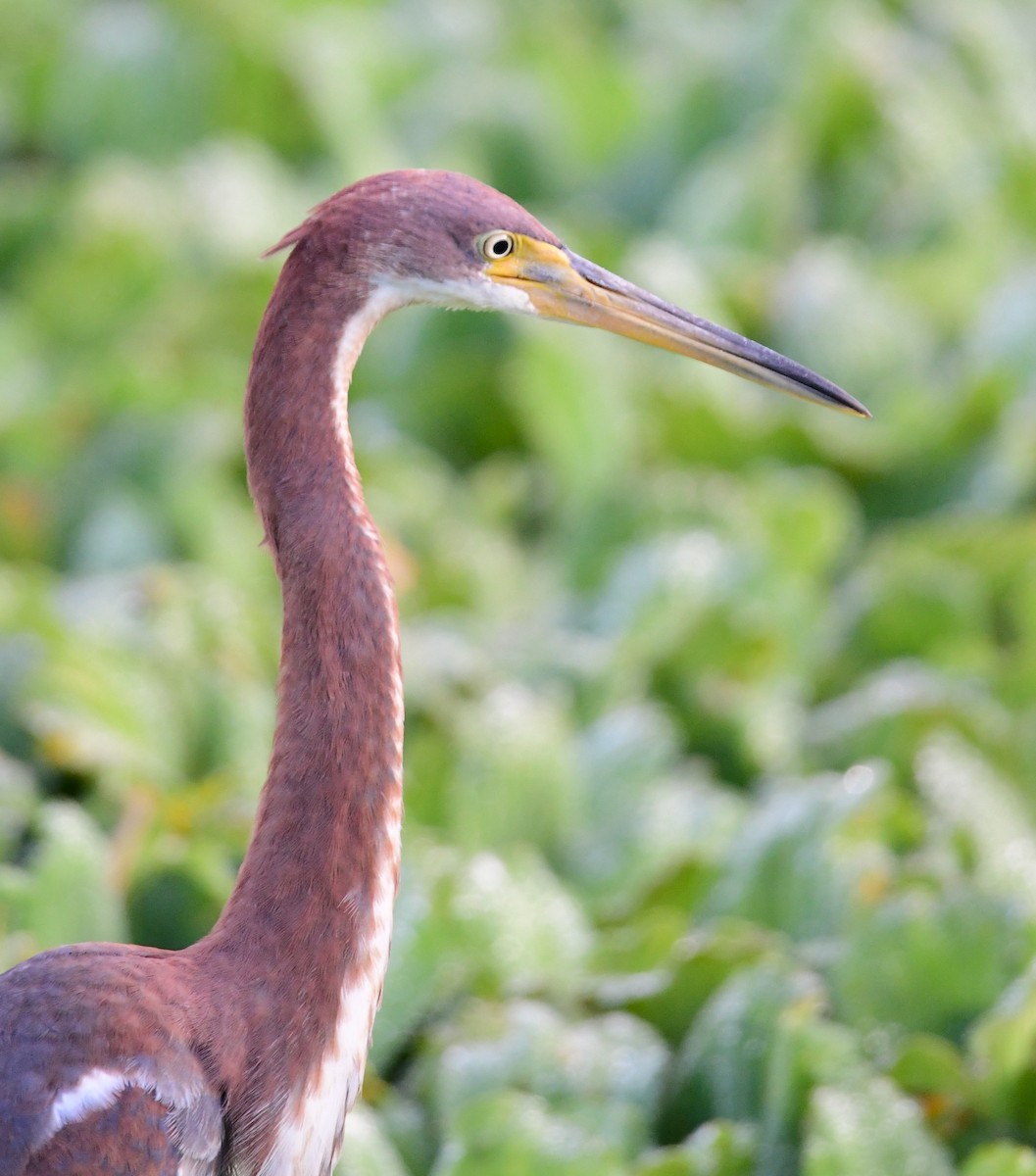 Tricolored Heron - mike shaw