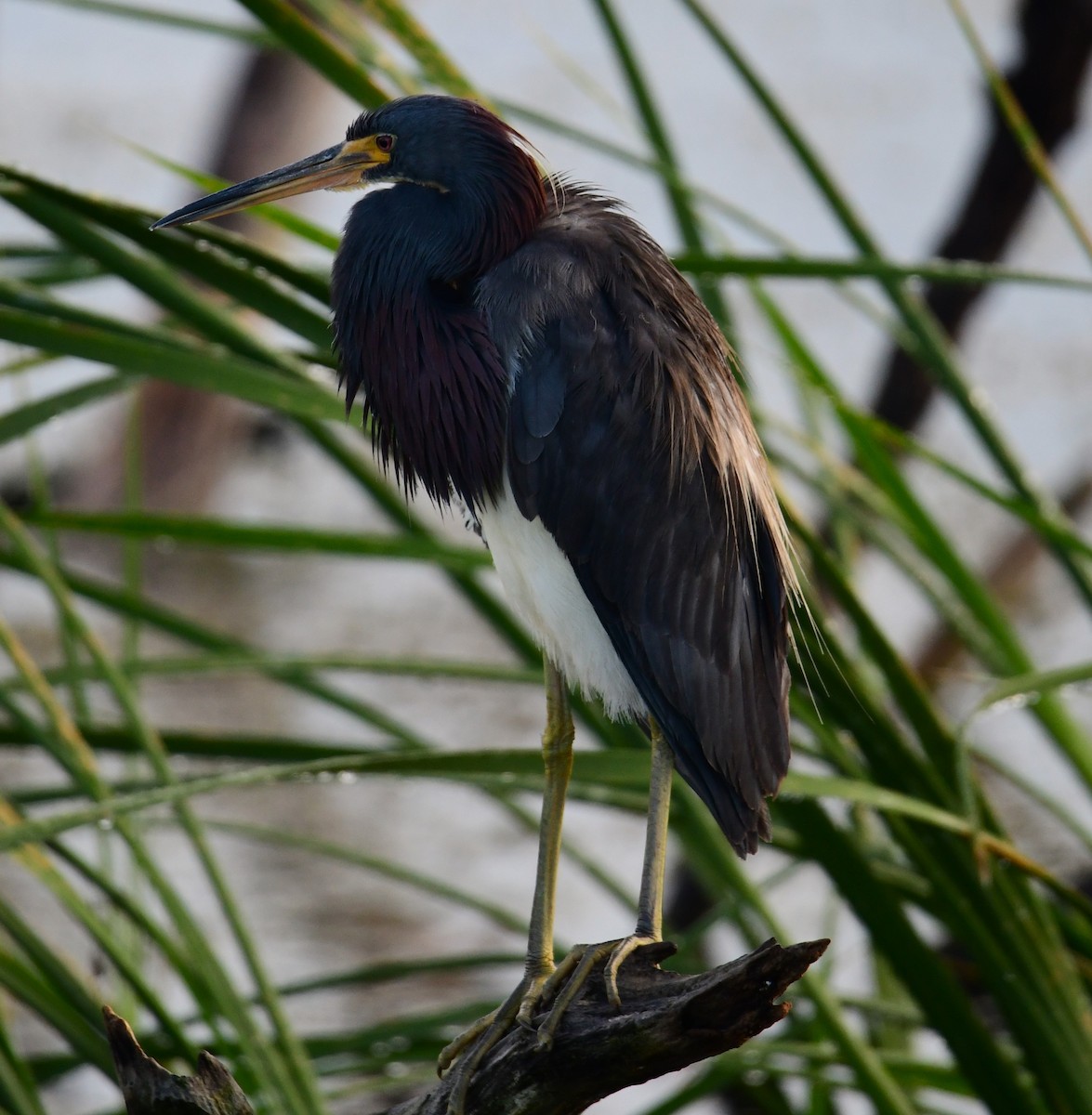 Tricolored Heron - ML620698930