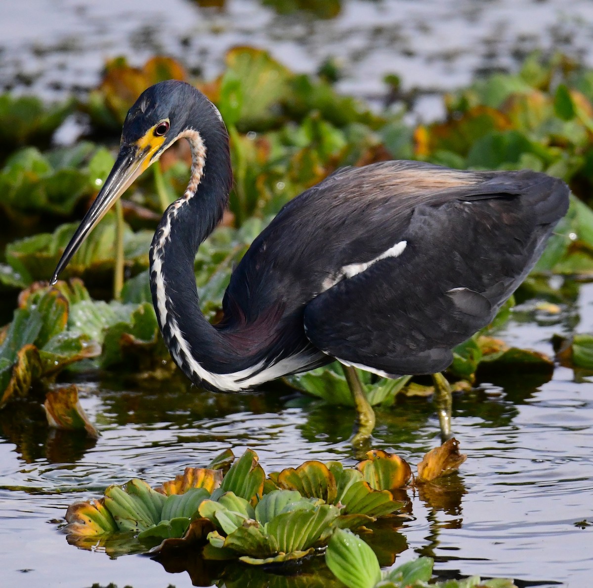 Tricolored Heron - ML620698931