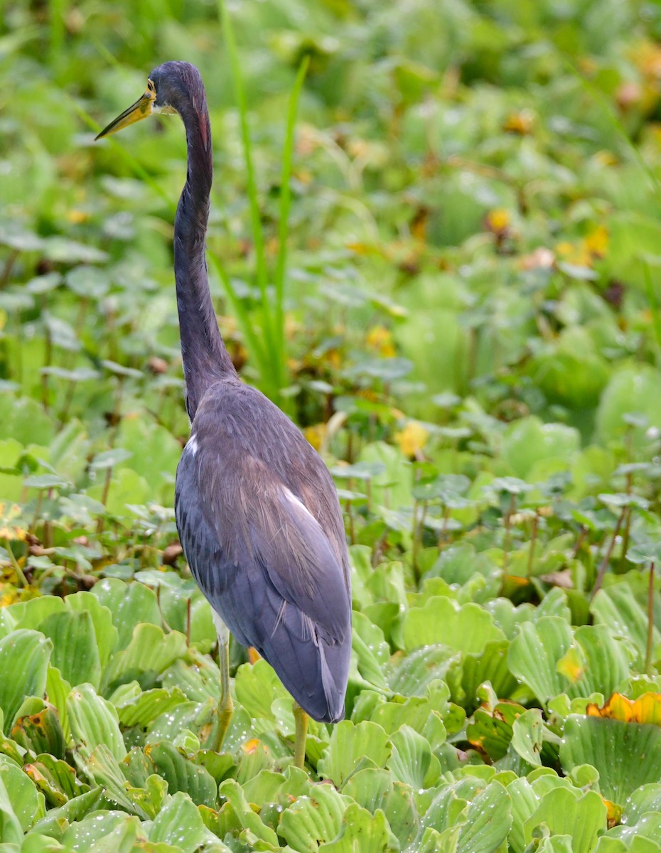 Tricolored Heron - ML620698933