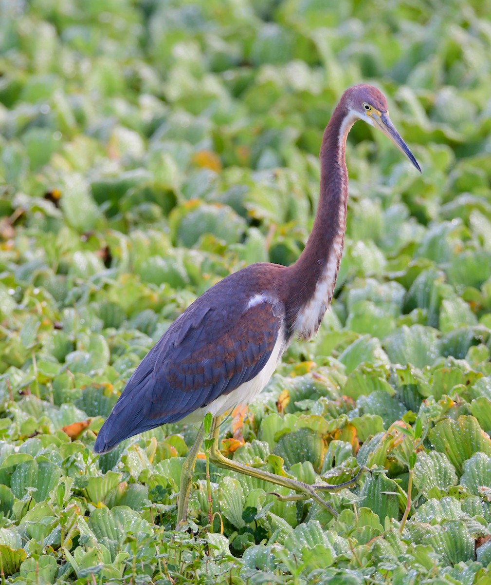 Tricolored Heron - ML620698934