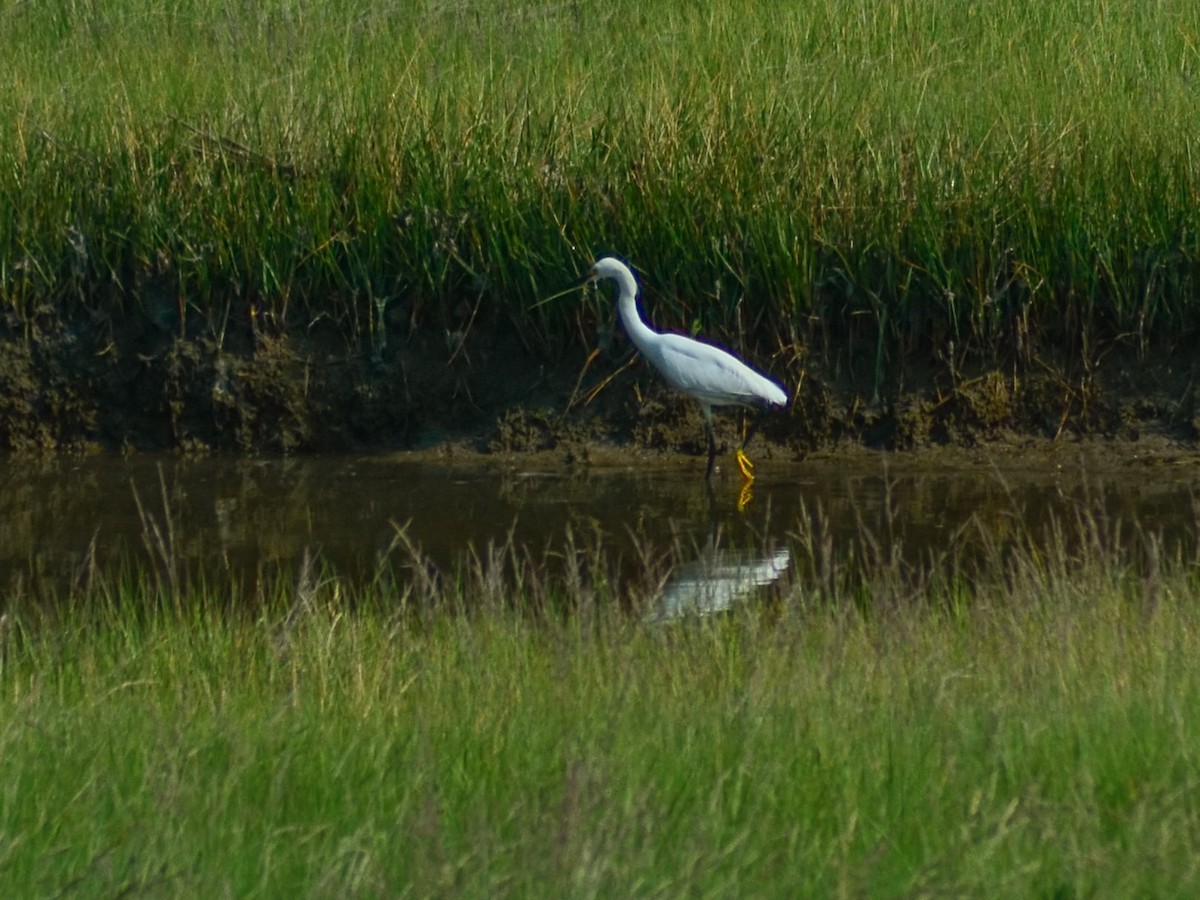 Snowy Egret - ML620698936