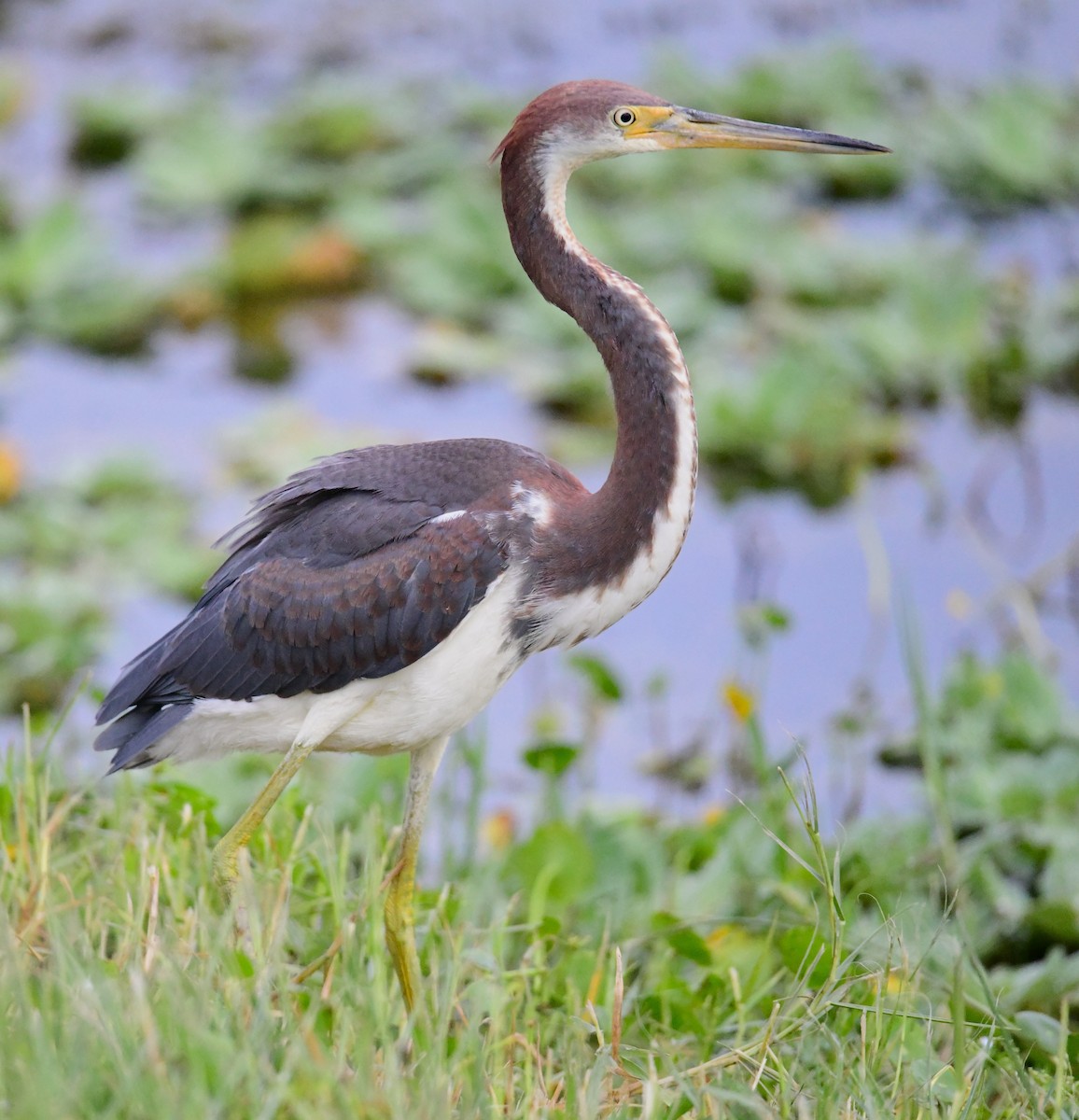 Tricolored Heron - ML620698937