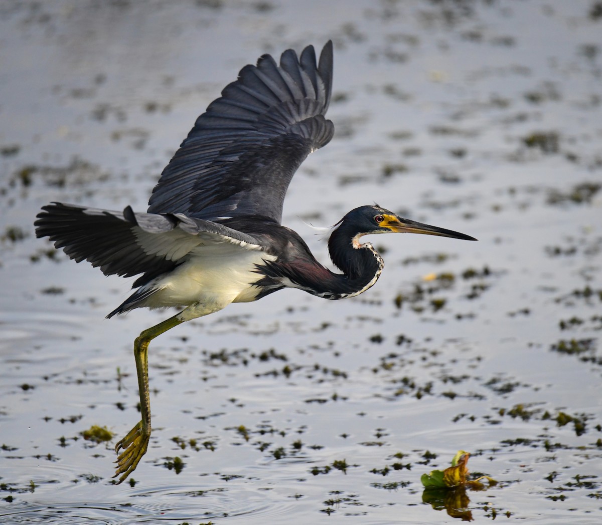 Tricolored Heron - ML620698938