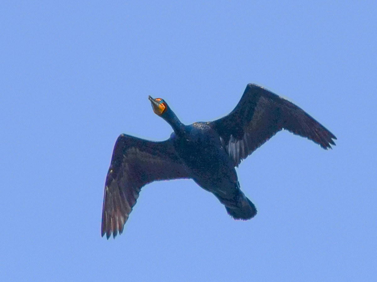 Double-crested Cormorant - ML620698940