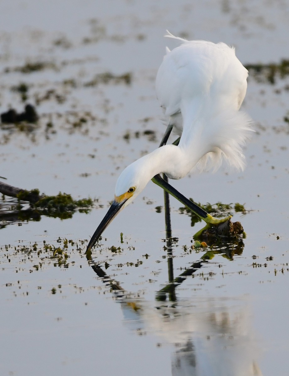 Snowy Egret - ML620698942