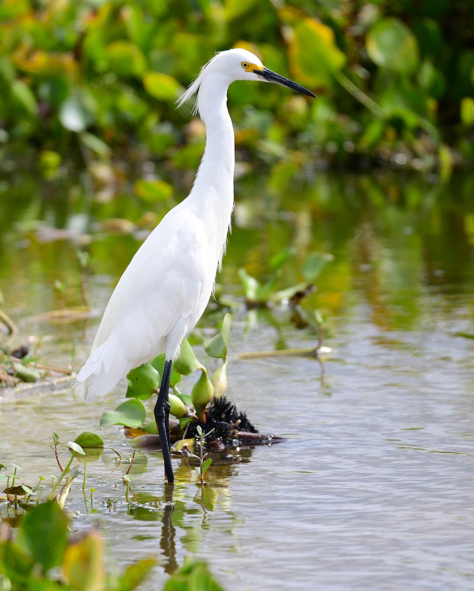 Snowy Egret - ML620698944