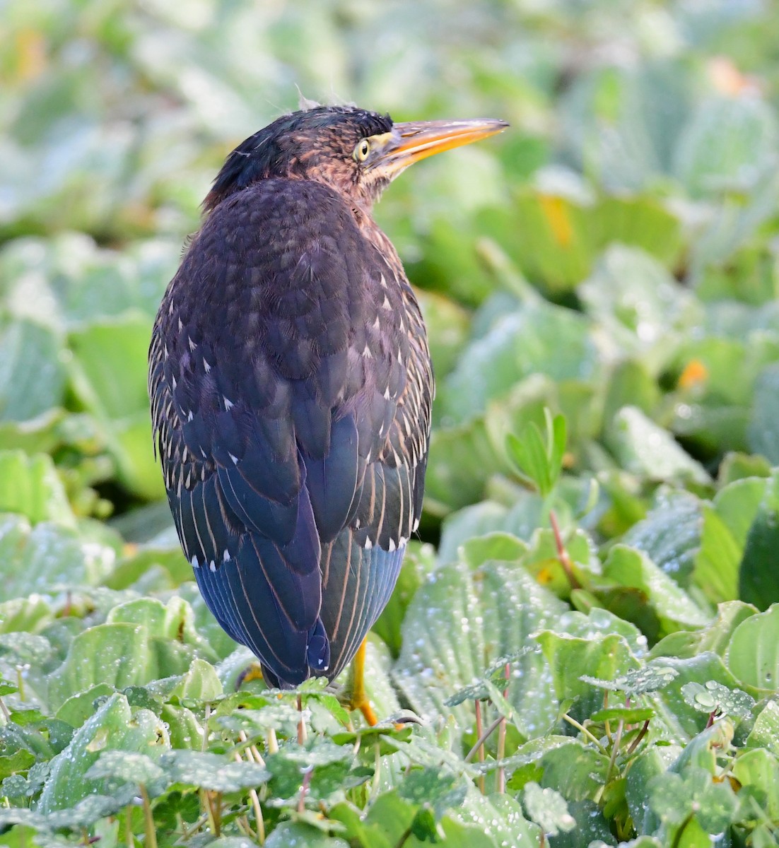 Green Heron - mike shaw