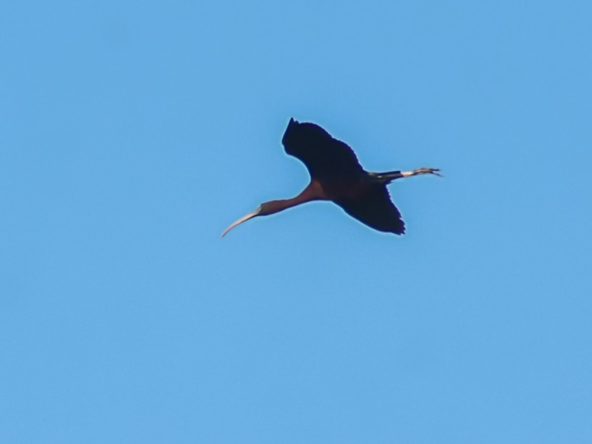 Glossy Ibis - ML620698953