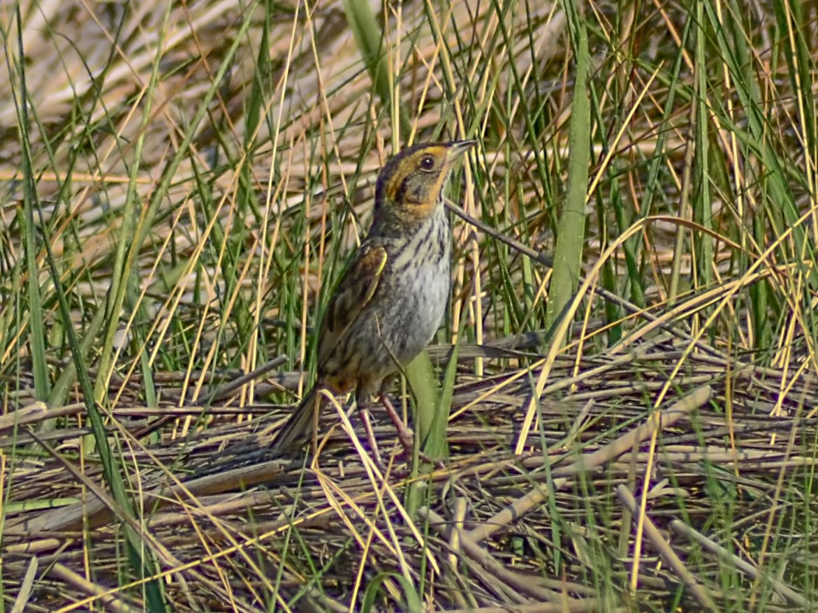 Bruant à queue aiguë - ML620698959