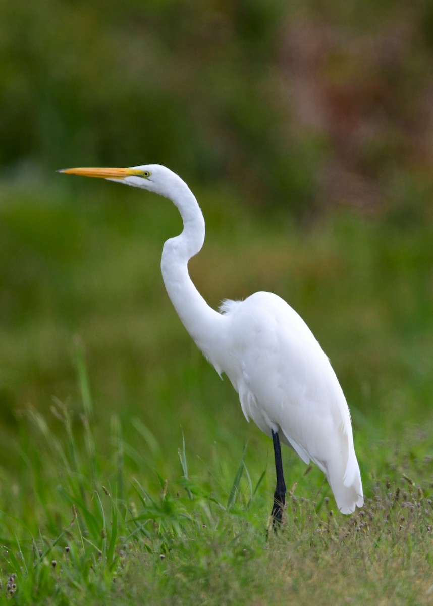 Great Egret - ML620698961