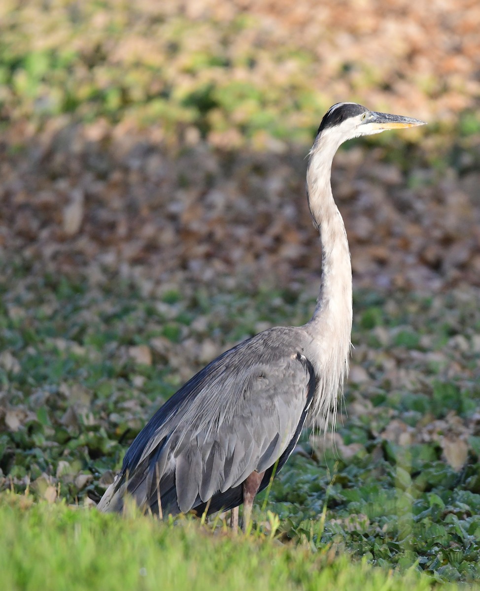 Great Blue Heron - ML620698964