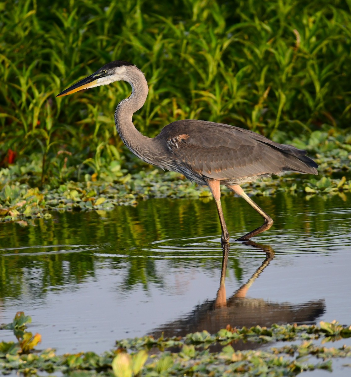 Great Blue Heron - ML620698965