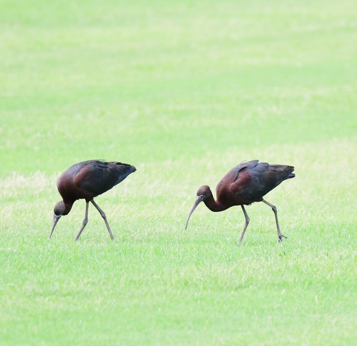 Glossy Ibis - ML620698968