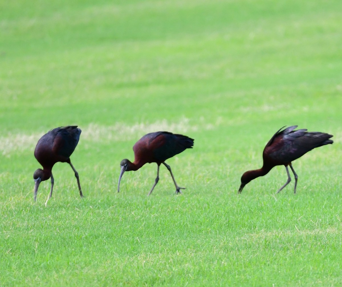 ibis hnědý - ML620698969