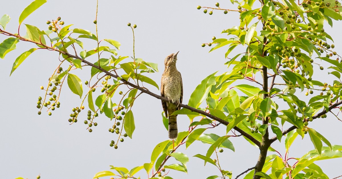 Eurasian Wryneck - ML620698977