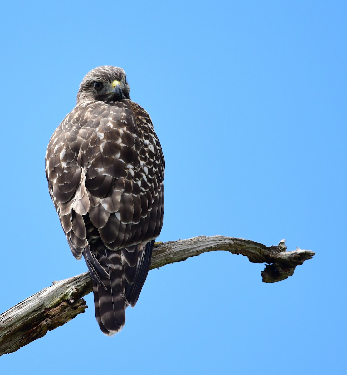 Red-shouldered Hawk - ML620698978