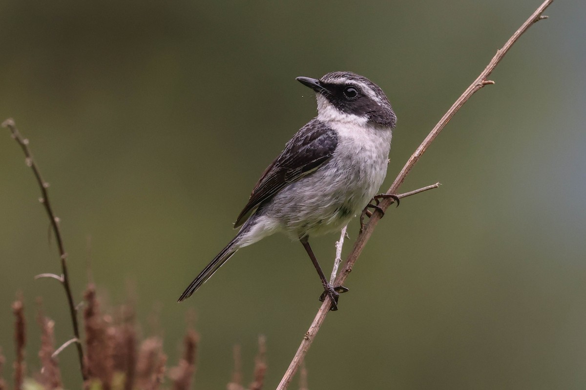 Gray Bushchat - ML620698980