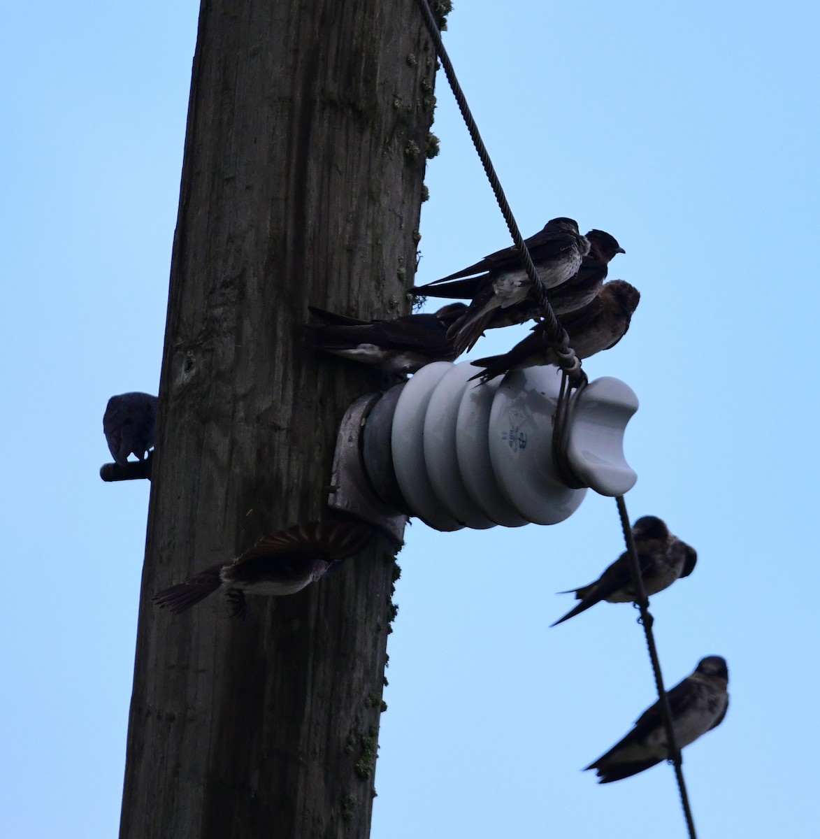 Purple Martin - ML620698986