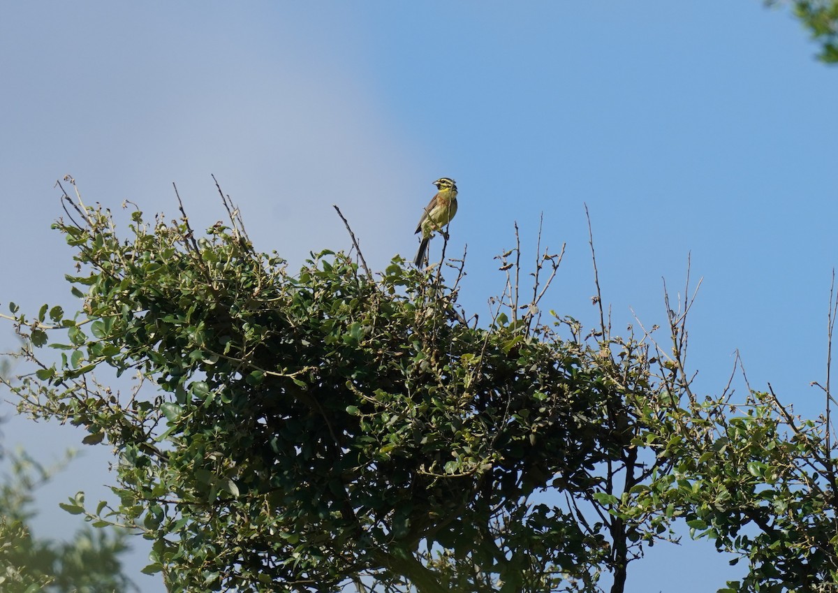 Cirl Bunting - ML620698989