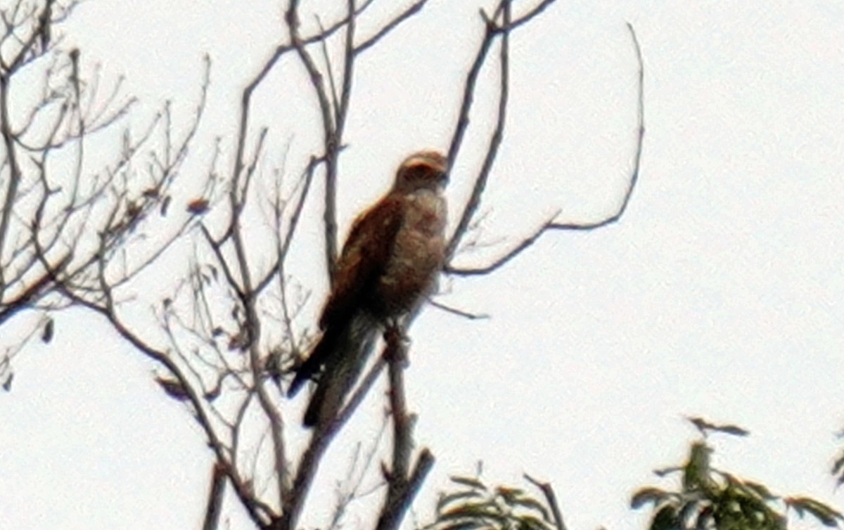 Gray-faced Buzzard - ML620698995