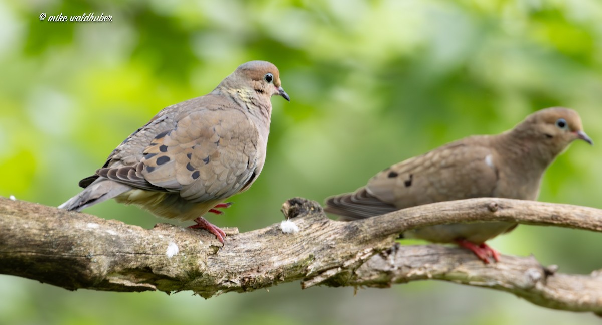 Mourning Dove - ML620698997