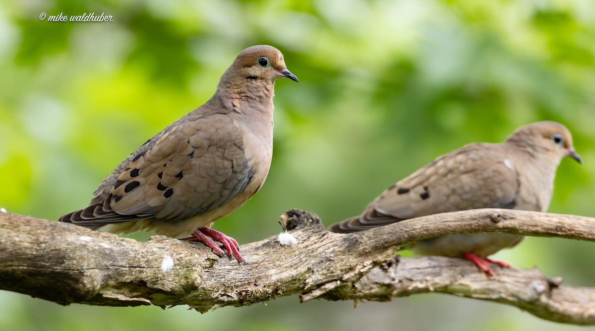 Mourning Dove - ML620698998