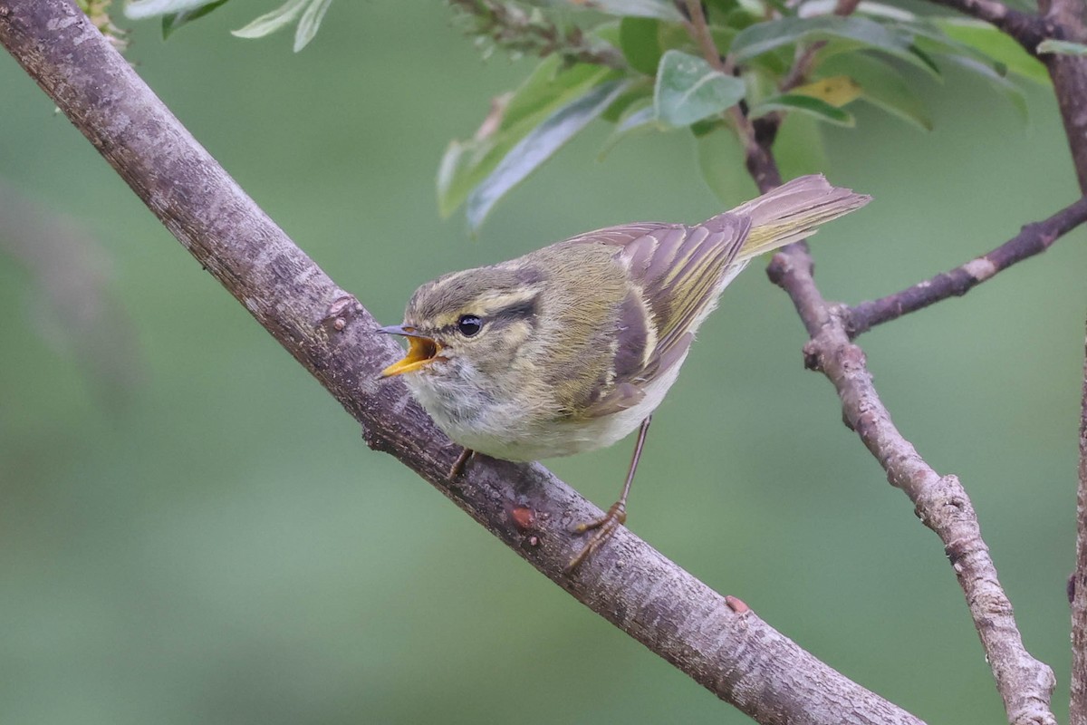 Buff-barred Warbler - ML620699000