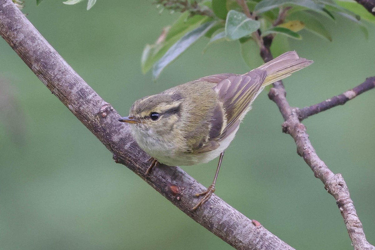 Buff-barred Warbler - ML620699001