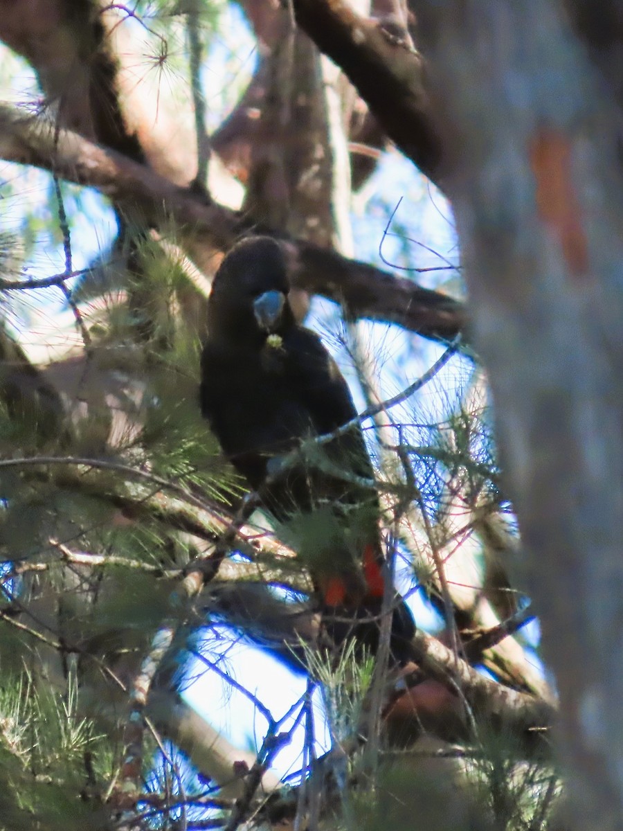 Glossy Black-Cockatoo - Sarah Chaplin