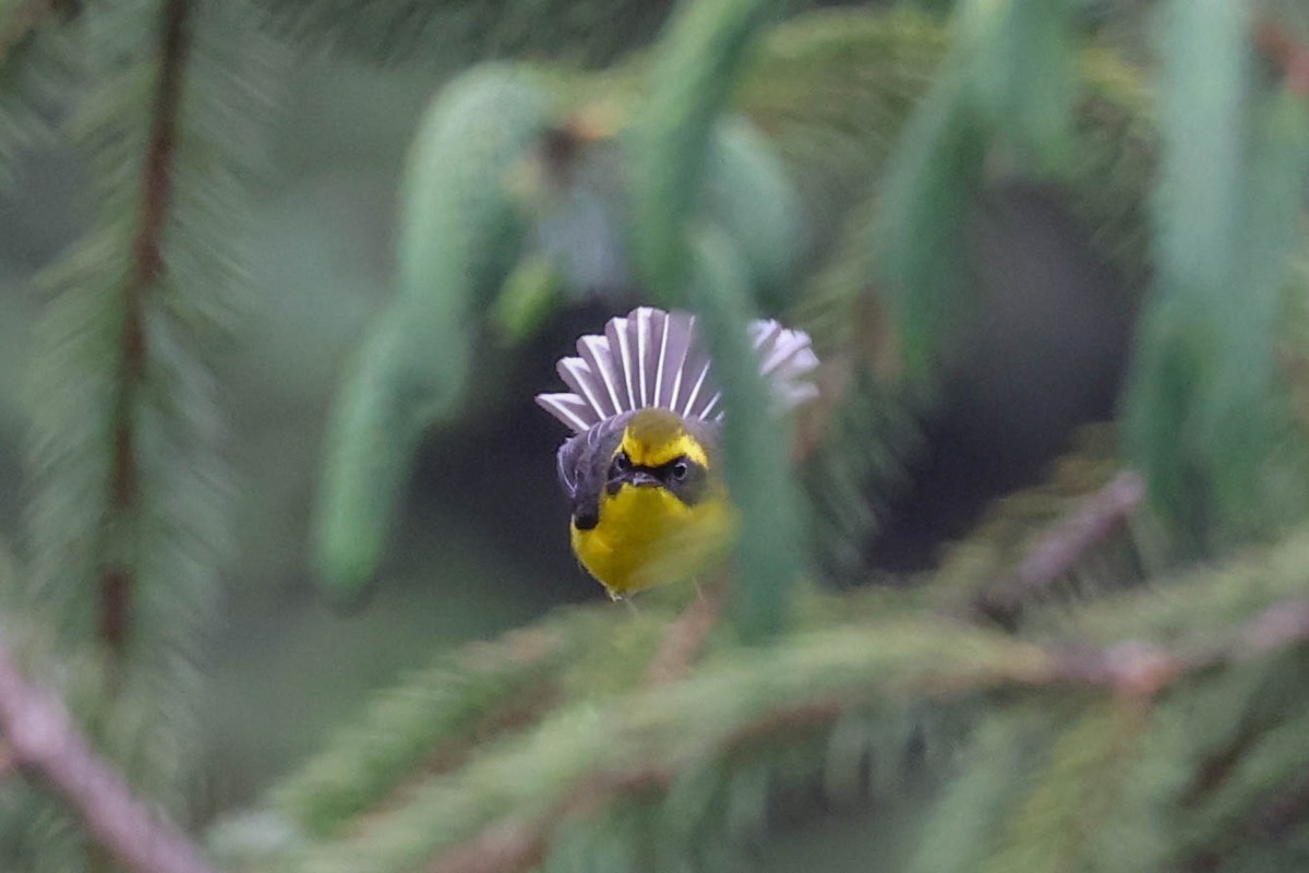 Yellow-bellied Fairy-Fantail - ML620699005