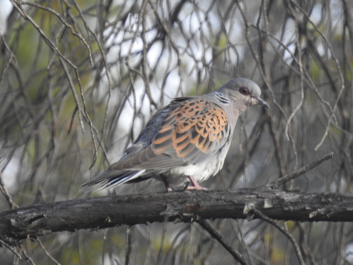 European Turtle-Dove - ML620699006