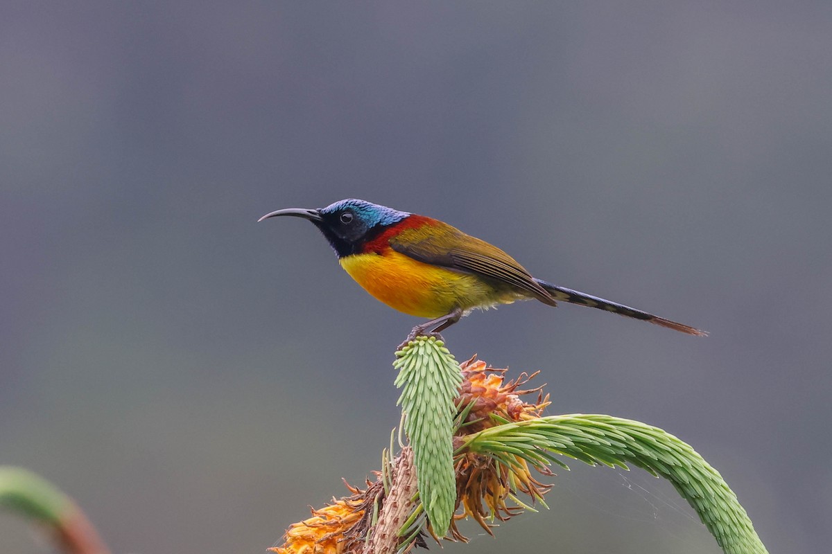 Green-tailed Sunbird - ML620699008