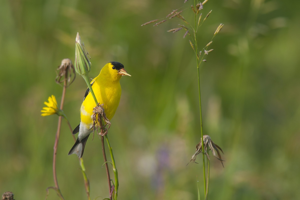 American Goldfinch - Etienne Artigau🦩