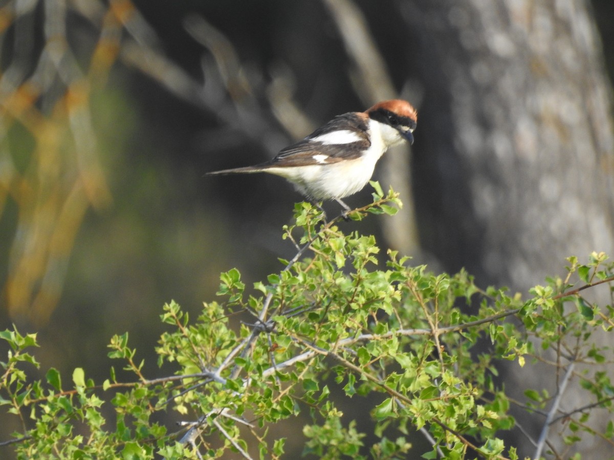 Woodchat Shrike - Diego  Uche Rodriguez