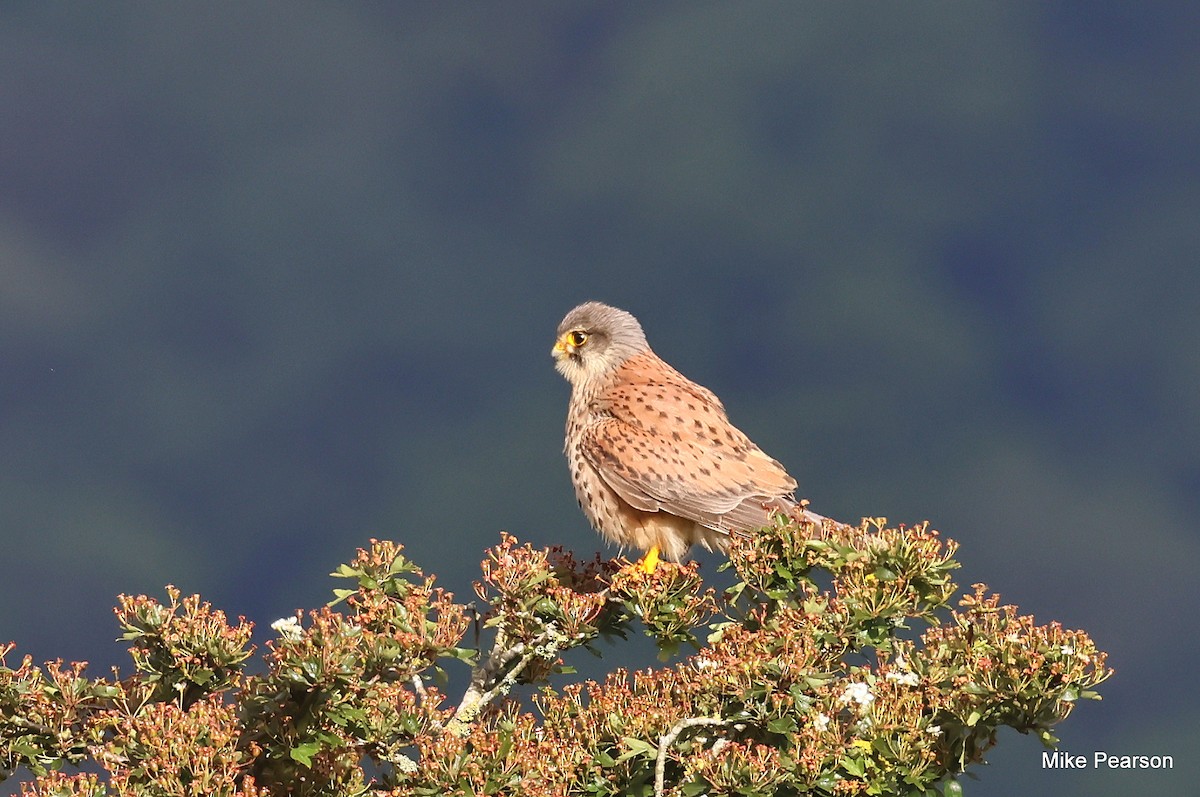 Eurasian Kestrel - ML620699015