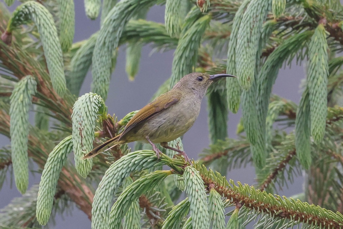 Green-tailed Sunbird - ML620699017