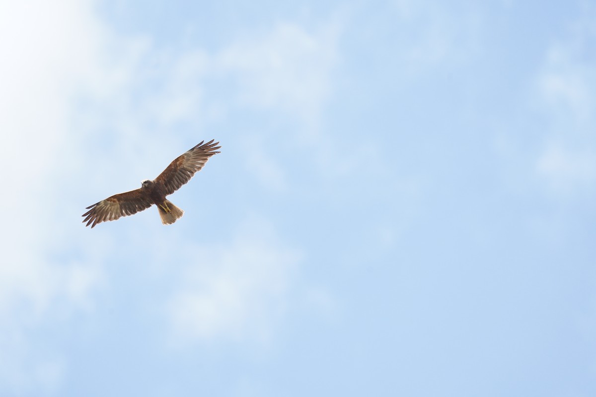 Western Marsh Harrier - ML620699019