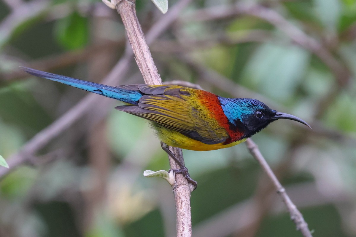 Green-tailed Sunbird - ML620699020