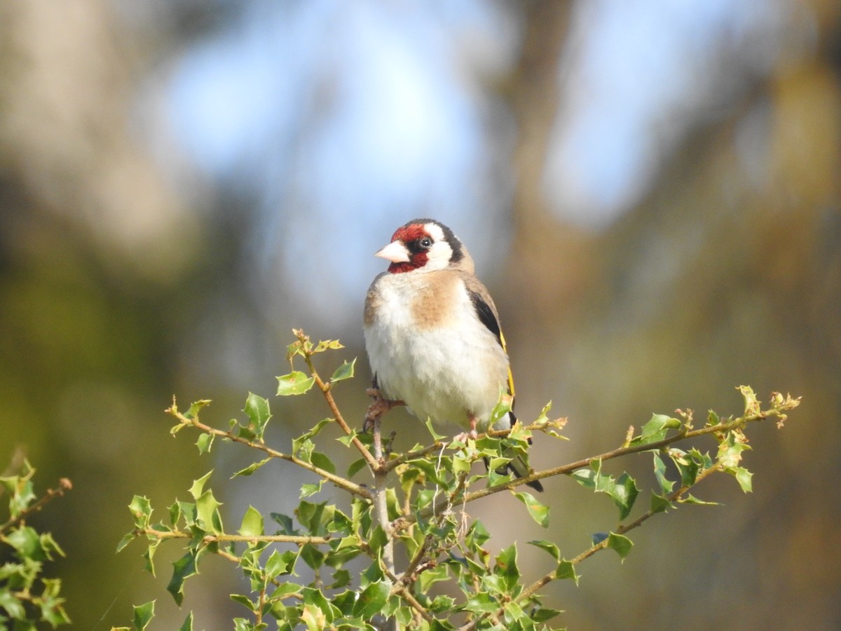 European Goldfinch - ML620699021