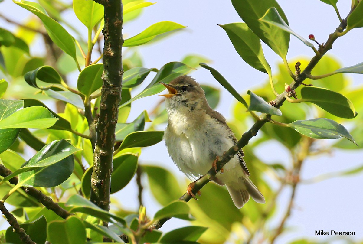 Willow Warbler - ML620699022