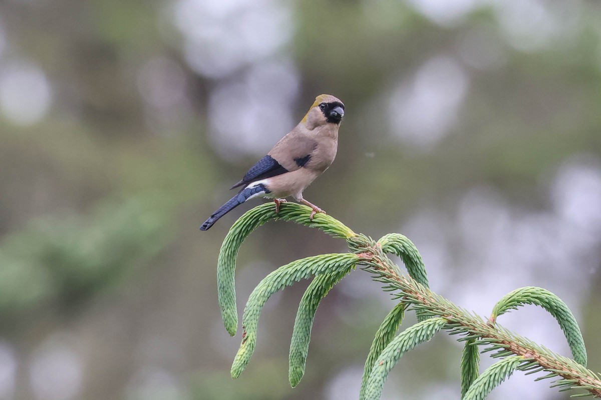 Red-headed Bullfinch - ML620699023