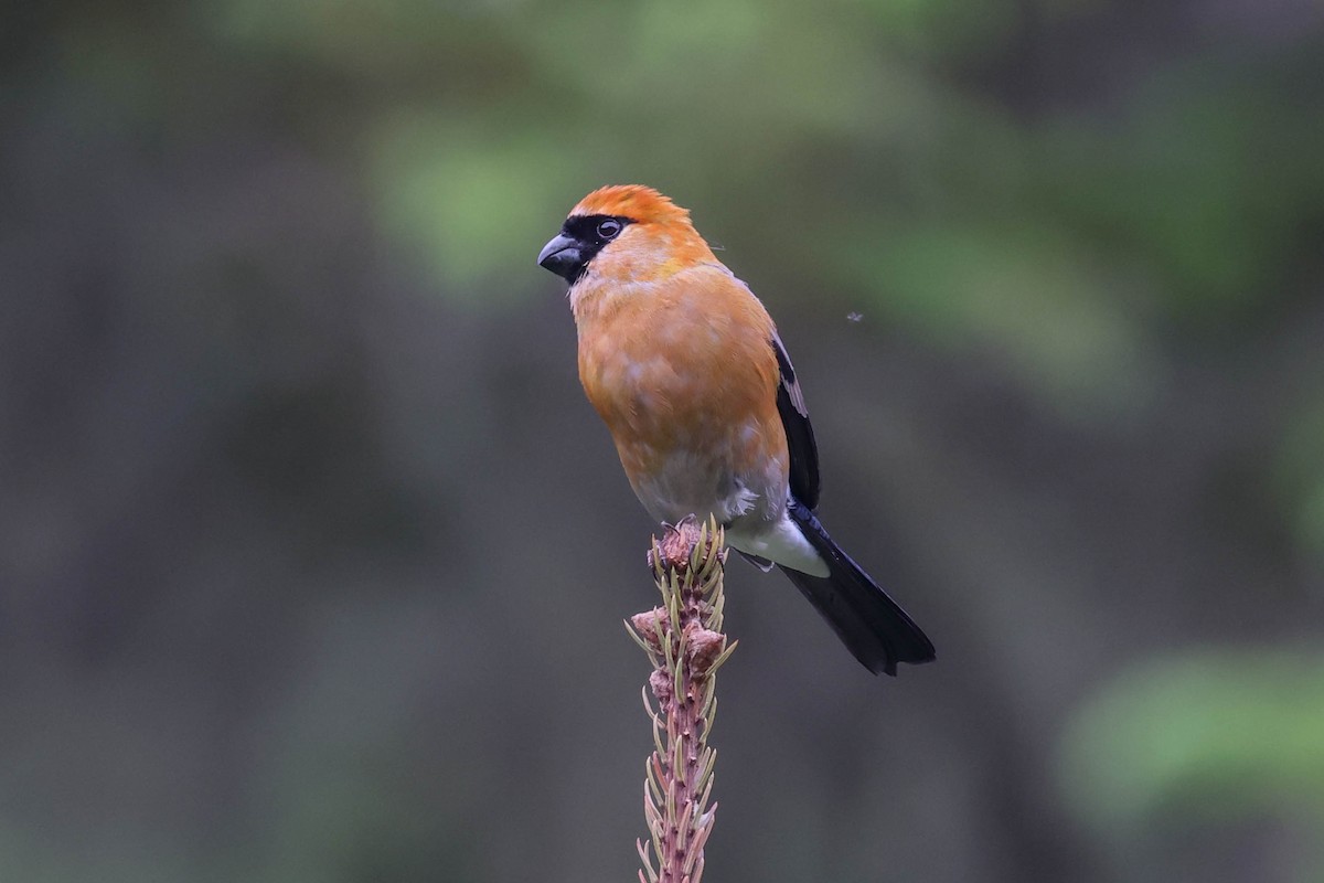 Red-headed Bullfinch - Allison Miller