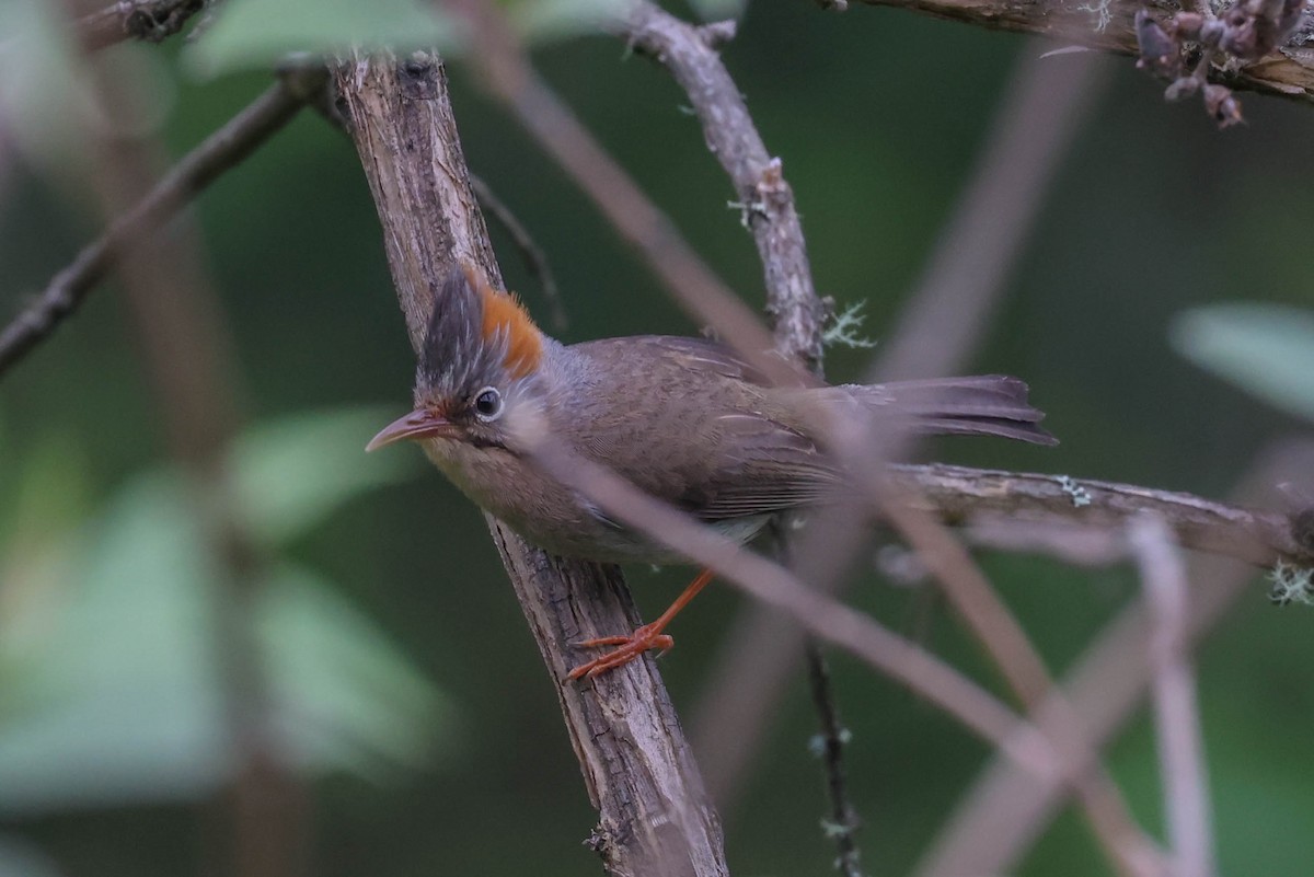 Yuhina à ventre roux - ML620699030