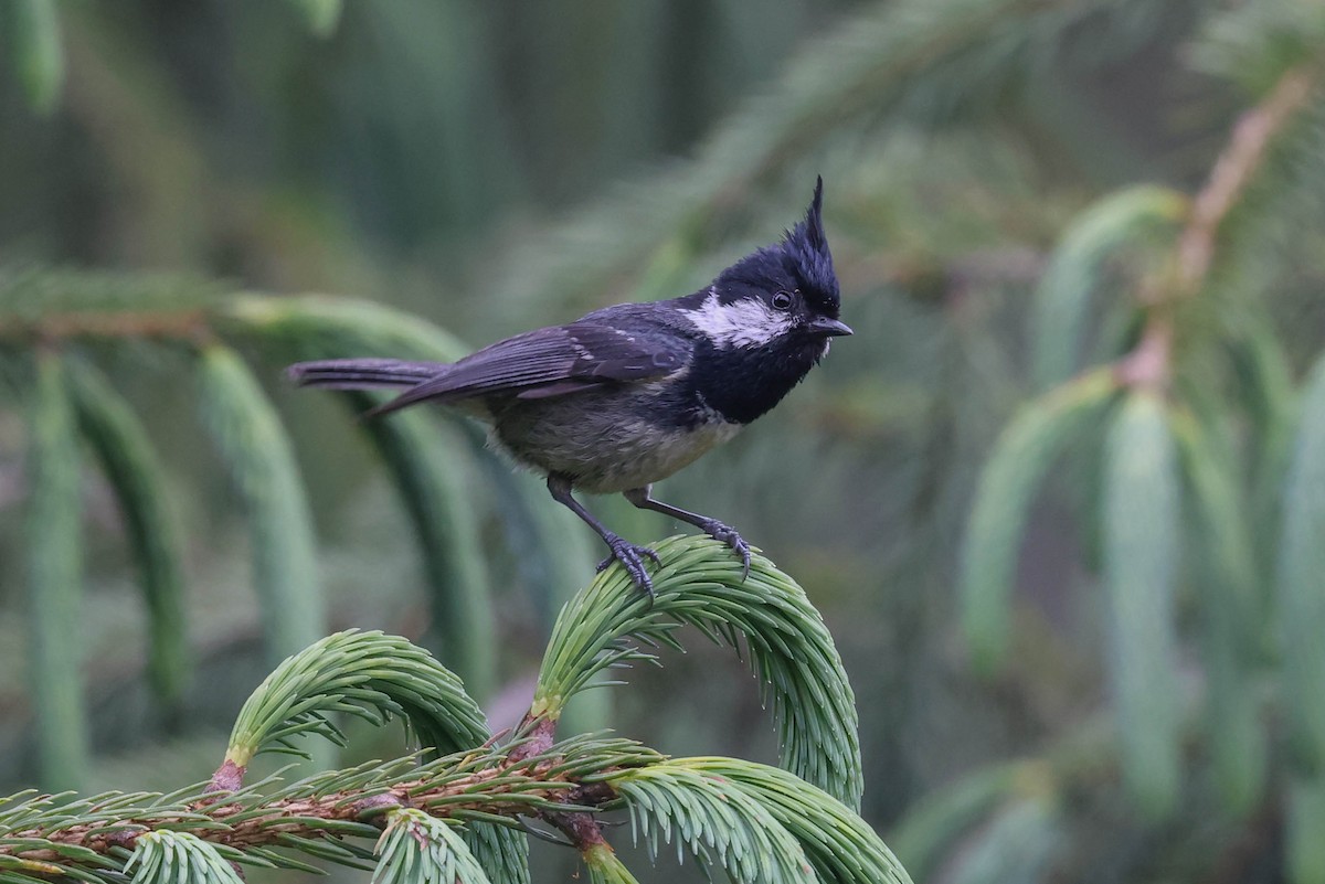 Coal Tit - ML620699033