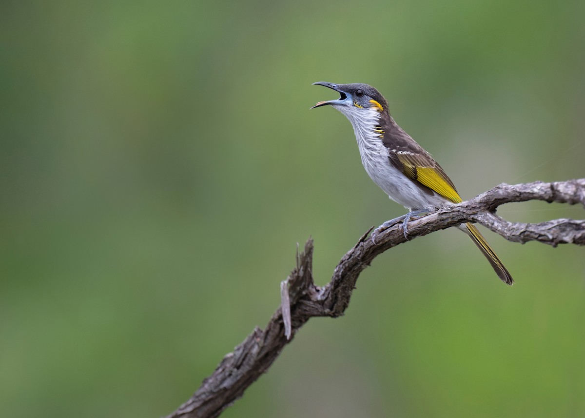 White-streaked Honeyeater - ML620699034