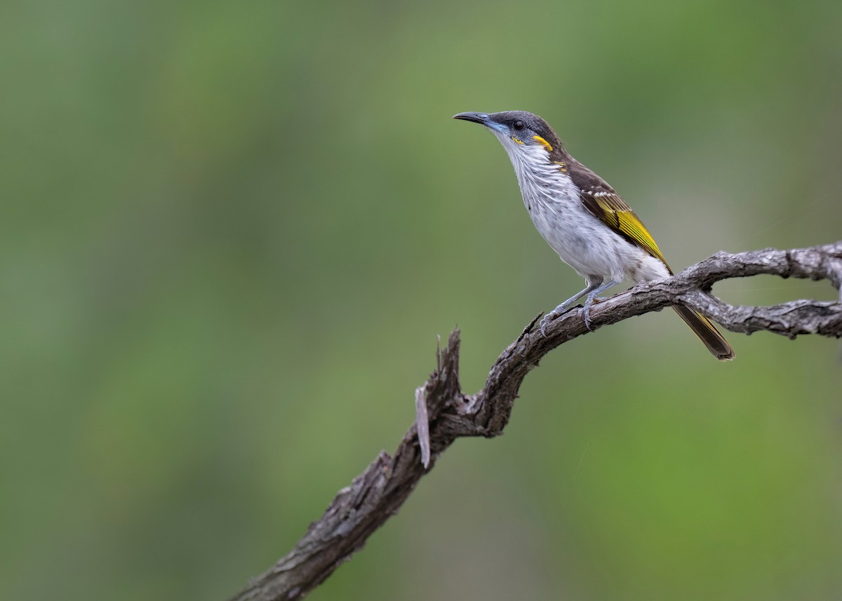 White-streaked Honeyeater - ML620699035