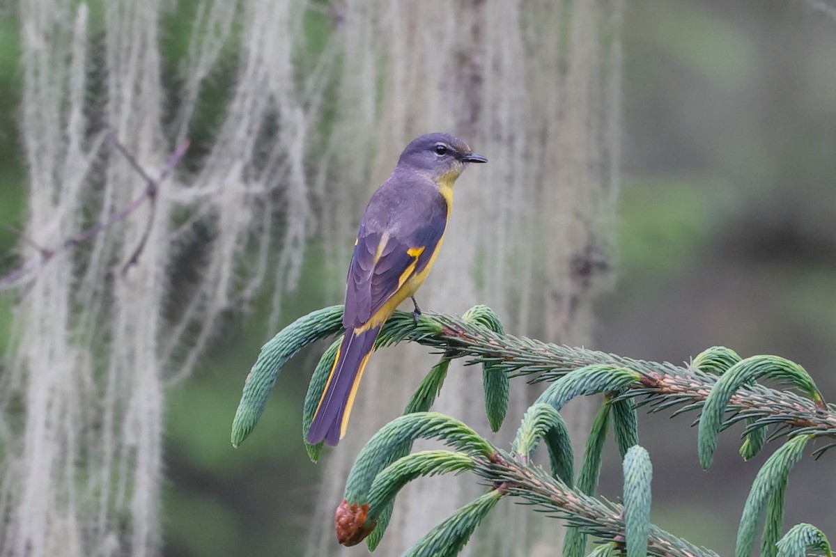 Minivet écarlate - ML620699036